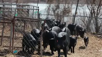 黑山传统强者实现晋级，以色列球队功败垂成的简单介绍